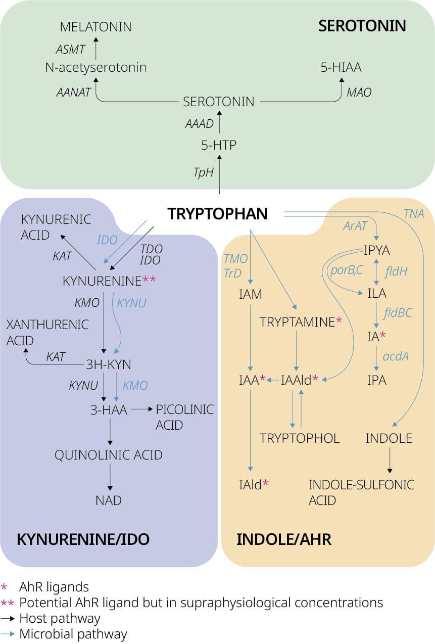 Tryptophan Targeted Metabolomics